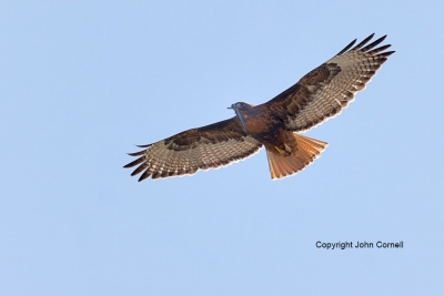 Buteo-jamaicensis;Hawk;Red-tailed-Hawk;flight,-Buteo-jamaicensis;Hawk;Red-tailed